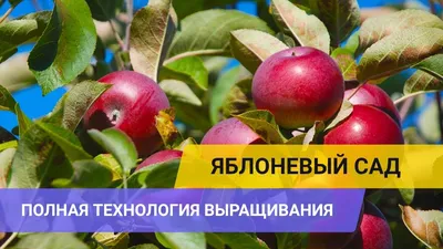 Какую отдачу приносит яблоневый сад?