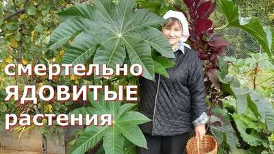 Смертельная красота: ядовитые растения, которые растут в вашем саду - Декор