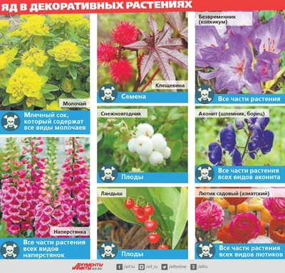 Ядовитых — в клетки! Какие растения могут причинить вред | Цветы | Дача |  Аргументы и Факты