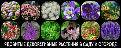 Коварная красота. Дачные растения-убийцы | Пикабу