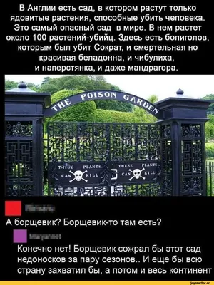 Ядовитые растения в саду: стоит ли их бояться?