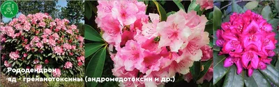 Какие ядовитые растения окружают нас, а мы не знаем об этом?