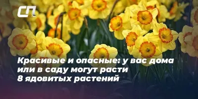 Скрытые враги на участке. Садовод Туманов назвал самые ядовитые дачные  растения | Радио 1