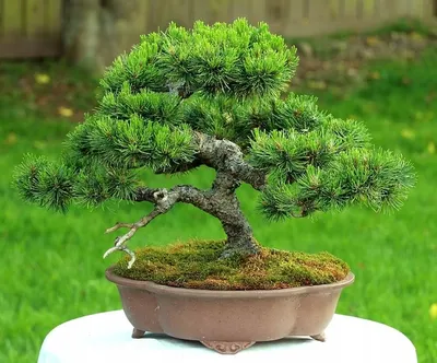 Pinus THUNBERGII или Сосна Японская (семена)