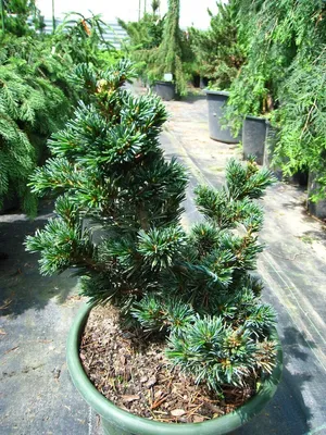 Сосна Тунберга для Бонсай 2 річна, Сосна Тунберга / Японская черная сосна,  Pinus thunbergii (ID#466140965), цена: 110 ₴, купить на Prom.ua