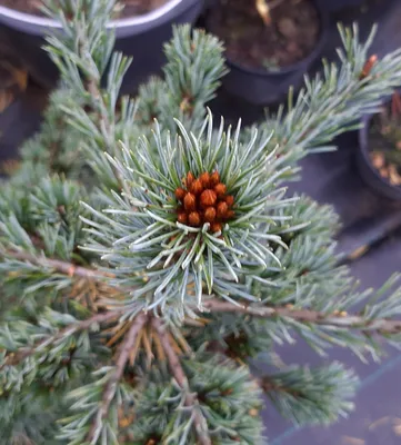 Сосна японская Луи / С10 / h 80-100 / Pinus parviflora Louie  (ID#1363459856), цена: 3900 ₴, купить на Prom.ua