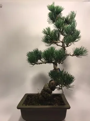 Сосна японская Голдилокс / С7,5 / h 40-50 / Pinus Goldilocks  (ID#1480316857), цена: 1650 ₴, купить на Prom.ua