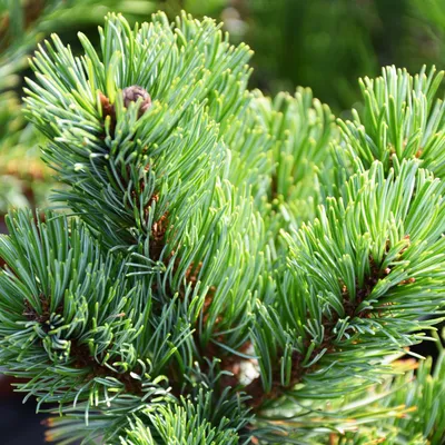 Сосна японская Бергман / h 70-80 / Pinus parviflora Bergman: продажа, цена  в Украине. саженцы декоративных деревьев и кустарников от \"БалСад\" -  1362994455