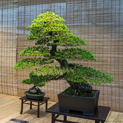 Бонсай Японская Сосна Rovinsky Garden Bonsai Pinus Thunbergii 25-35 См 0,6  Л D4P6-2023 — Купить на BIGL.UA ᐉ Удобная Доставка (1873997006)
