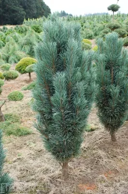 Семена и саженцы Сосна белая Японская по почте 🌲