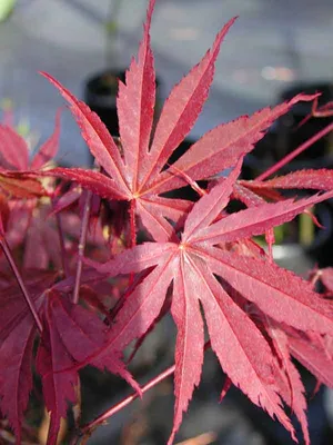 Купить Семена клена японского Acer palmatum matsumurae Inazuma в питомнике  растений Сидландия