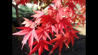 Японский красный клен осенью, Acer palmatum, самые красивые деревья мира,  01/12/2017 - YouTube