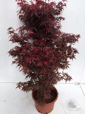 КЛЕН японский (англ. Japonese maple) | Анастасия Смирнова | Дзен