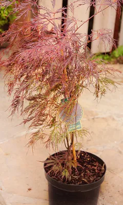 Японский клен (Japanese maple) Bonsai Atropurpureum, 25-35 см, керамический  горшок (RG010) – фото, отзывы, характеристики в интернет-магазине ROZETKA  от продавца: Sho-Sho Store | Купить в Украине: Киеве, Харькове, Днепре,  Одессе, Запорожье, Львове
