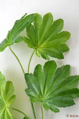 КЛЕН японский (англ. Japonese maple) | Анастасия Смирнова | Дзен