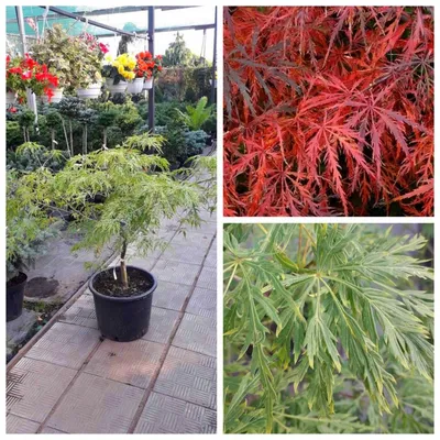 Японский Клен Красный (Acer Japonicum). Украина Фотография, картинки,  изображения и сток-фотография без роялти. Image 11066414