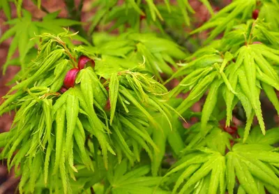 Клен пальмолистный Гарнет (Garnet) купить в Киеве, цена — Greensad