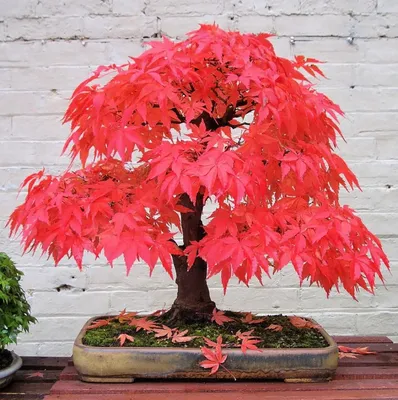 Клен Японский (Acer japonicum) СЕМЕНА 15 шт + подарок | AliExpress