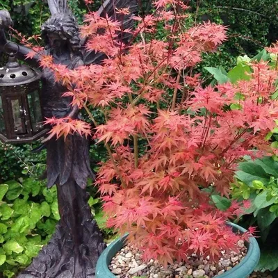Купить Семена клена японского Acer palmatum matsumurae Inazuma в питомнике  растений Сидландия