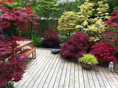 Японский красный клен осенью Acer Palmatum :: svealand *** – Социальная  сеть ФотоКто