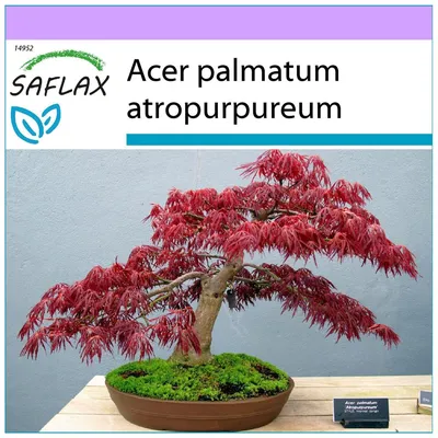 Японский Клен Красный (Acer Japonicum). Украина Фотография, картинки,  изображения и сток-фотография без роялти. Image 11066415