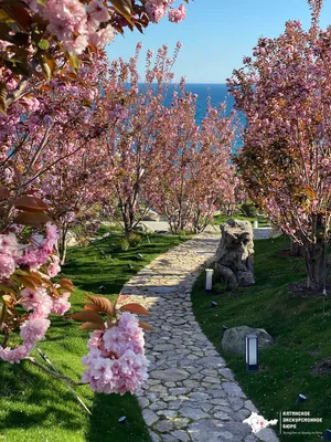 Японский сад торжественно откроют в парке «Айвазовское» - Лента новостей  Крыма