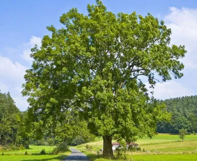 Ясень маньчжурский Fráxinus mandshurica Rupr.