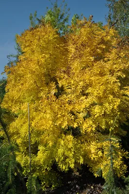 Ясень маньчжурский Fráxinus mandshurica Rupr.