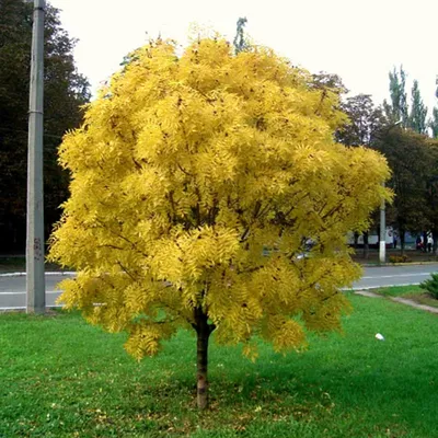 Ясень обыкновенный или высокий (Fraxinus excelsior) - Лиственные растения  весна 2024 года - купить лиственные растения спирея, кизильник, барбарис,  лапчатка.