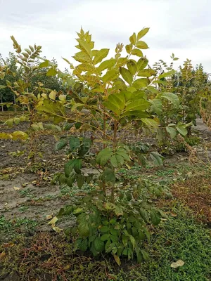 Ясень обыкновенный Fráxinus excélsior С30 250-350 см заказать СПБ