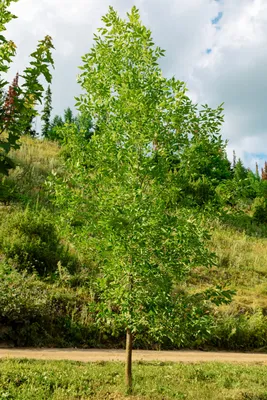 Красный ясень – дерево и древесина – Alphitonia excelsa