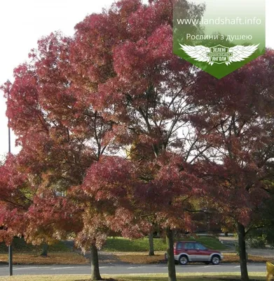 Ясень дерево, винтажная ботаническая …» — создано в Шедевруме