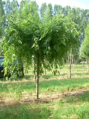 Ясень обыкновенный или высокий (Fraxinus excelsior) - Лиственные растения  весна 2024 года - купить лиственные растения спирея, кизильник, барбарис,  лапчатка.