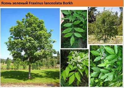 Fraxinus angustifolia 'Raywood', Ясень узколистный 'Рейвуд'|landshaft.info