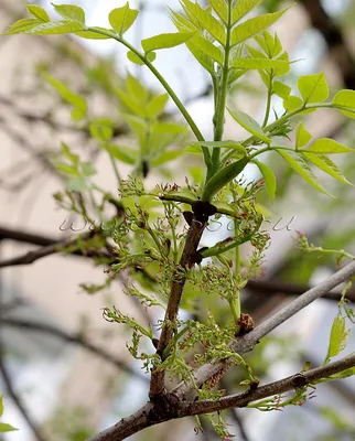 Ясень обыкновенный Heterophylla Pendula - Ясень - Лиственные - Растения -  Каталог - marusin-sad.com