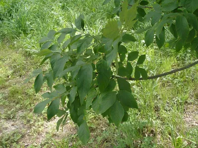 Ясень обыкновенный (Fráxinus excélsior) С30, 350-400 см, цена в  Санкт-Петербурге от компании Вилла-планта (садовый центр и питомник  растений, ландшафтное бюро)
