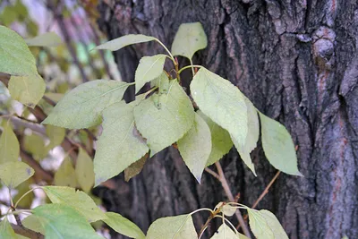 Ясень пенсильванский, fraxinus pennsylvanica