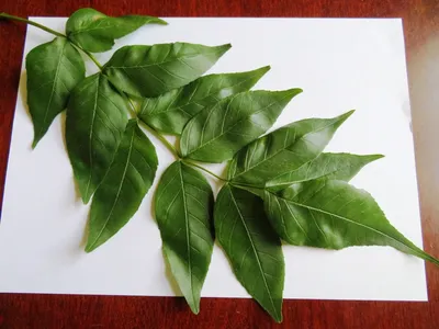 Ясень пенсильванский, fraxinus pennsylvanica