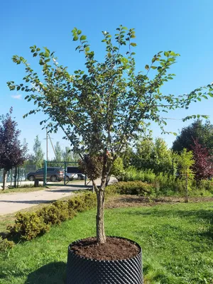 Fraxinus. Ясень (Максим Варт) / Стихи.ру