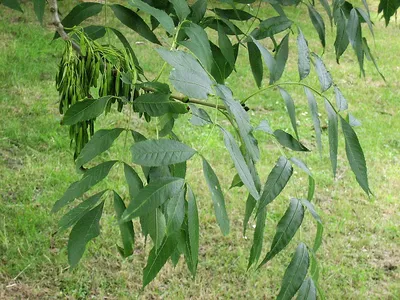 Ясень обыкновенный (Fraxinus excelsior) | Ракита. Питомник растений