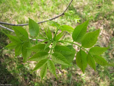 Ясень обыкновенный (Fraxinus excelsior) - PictureThis