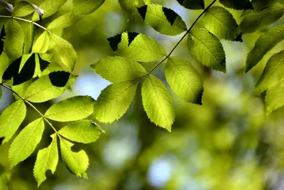 Ясень маньчжурский Fráxinus mandshurica Rupr.