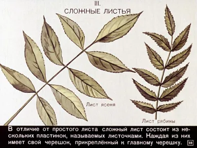 Пепельнозеленый Дерево Листья — стоковые фотографии и другие картинки Ясень  - Ясень, Лист, Без людей - iStock