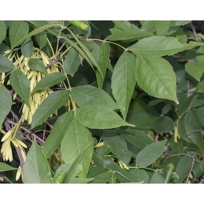 Ясень пенсильванский (Fraxinus pennsylvanica)