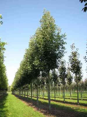 Fraxinus pennsylvanica - Image of an specimen - Plantarium