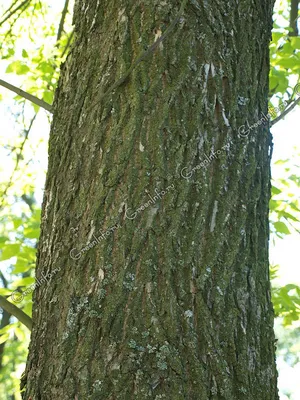 Ясень пенсильванский, fraxinus pennsylvanica