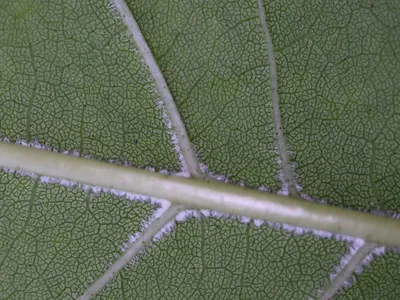 Ясень пенсильванский, fraxinus pennsylvanica