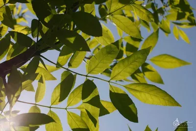 Ясень обыкновенный 'Jaspidea' купить по цене цена по запросу от питомника  саженцев и растений Центросад | Фото и консультация по уходу