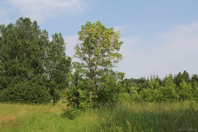 Ясень пенсильванский, fraxinus pennsylvanica