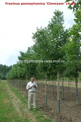 Ясень пенсильванский Аукубифолия - купить от 7 500 руб.